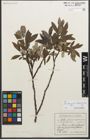 Foto von Salix glaucosericea Flod. x Salix hegetschweileri Heer